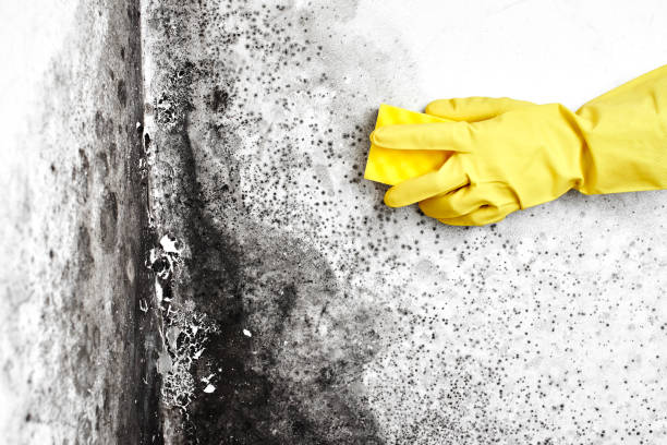 Best Black Mold Removal  in Munsey Park, NY