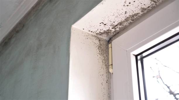 Best Office Mold Removal Services  in Munsey Park, NY