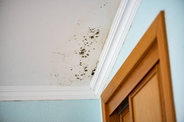 Crawl Space Mold Removal in Munsey Park, NY