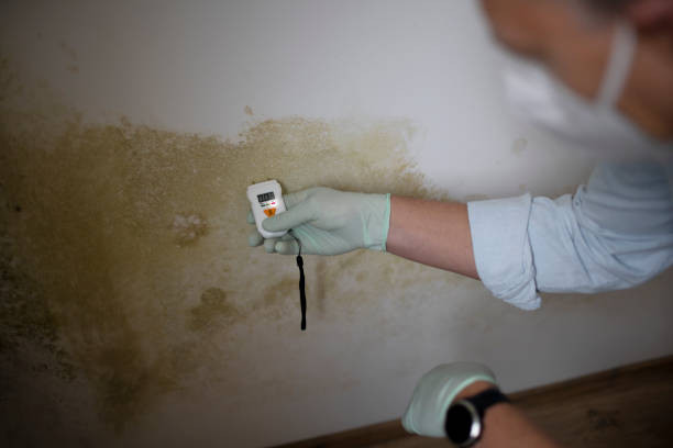 Best Mold Removal Specialists  in Munsey Park, NY