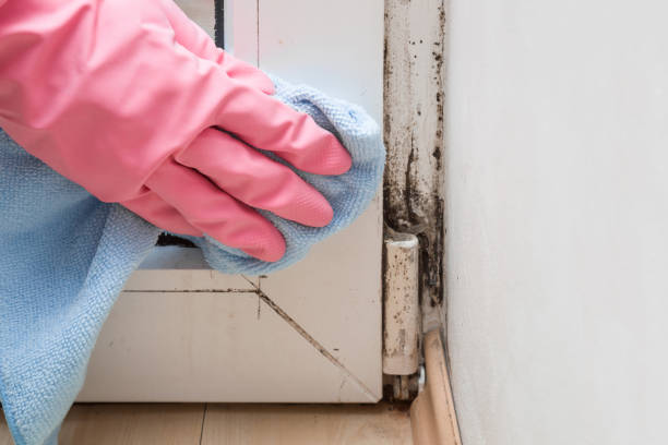 Attic Mold Removal in Munsey Park, NY